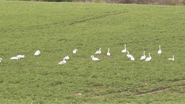 Gulbės – ir grožis, ir siaubas